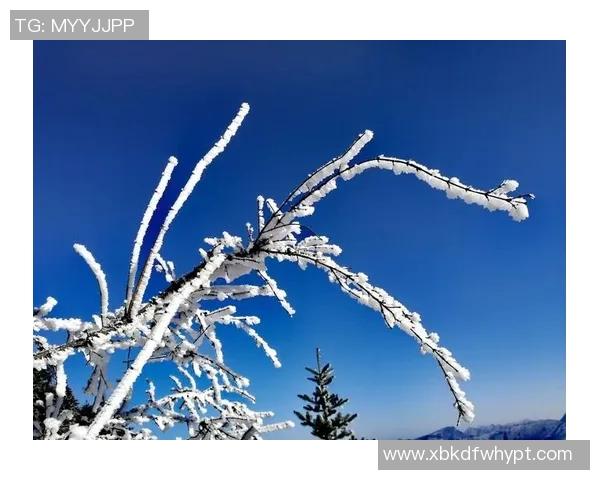 成都排球队转型纪实：从传统到现代的奋斗与蜕变之路